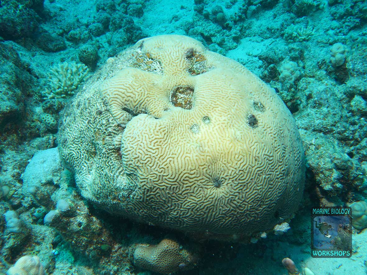 Damaged Platygyra brain coral