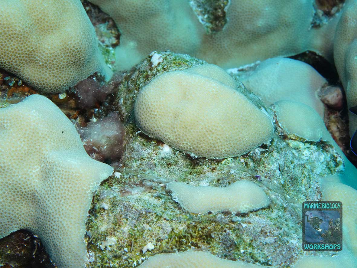 Damaged Porites coral
