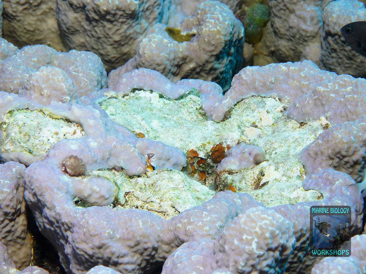 Regrowth of Porites coral with a growth bulge