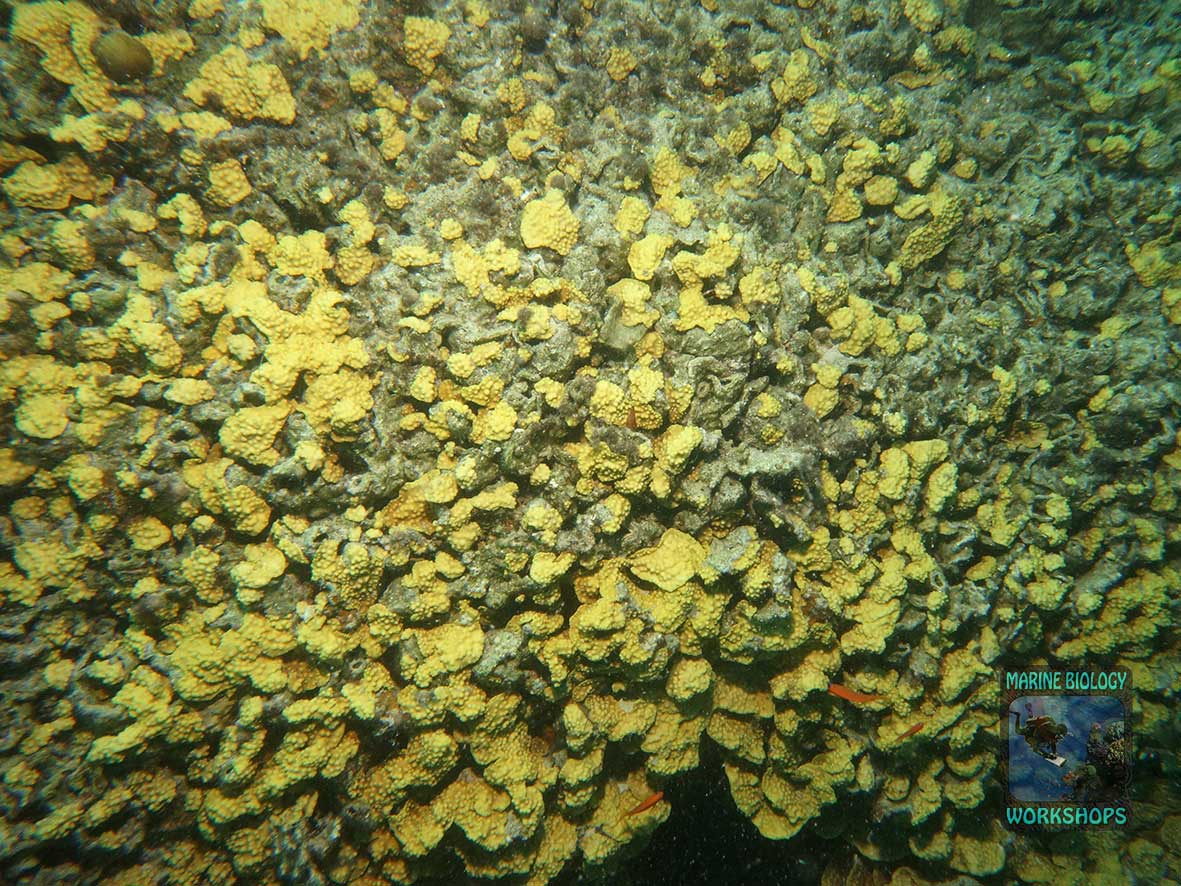 Damaged Turbinaria lettuce coral