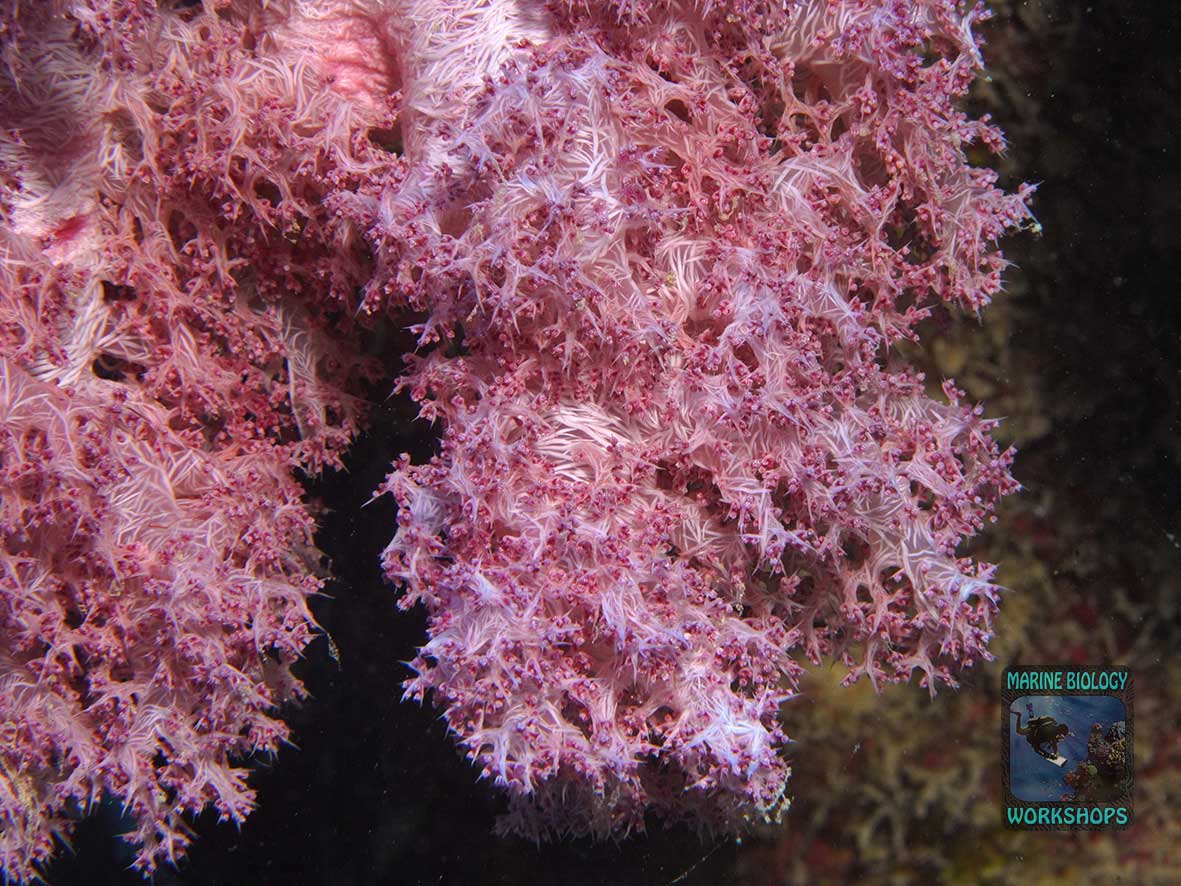 Colourful, azooxanthellate Dendronephthya soft coral