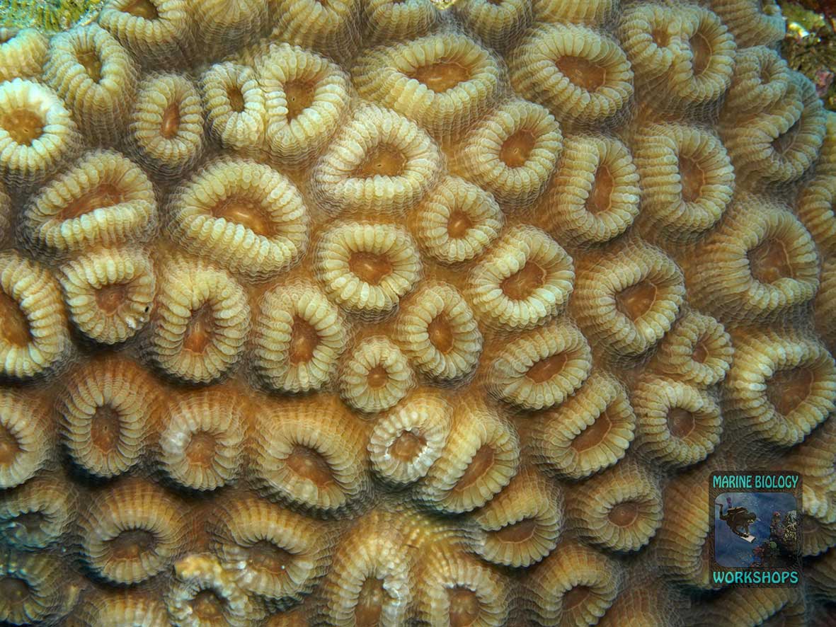 Dipsastraea - The polyps have separate walls