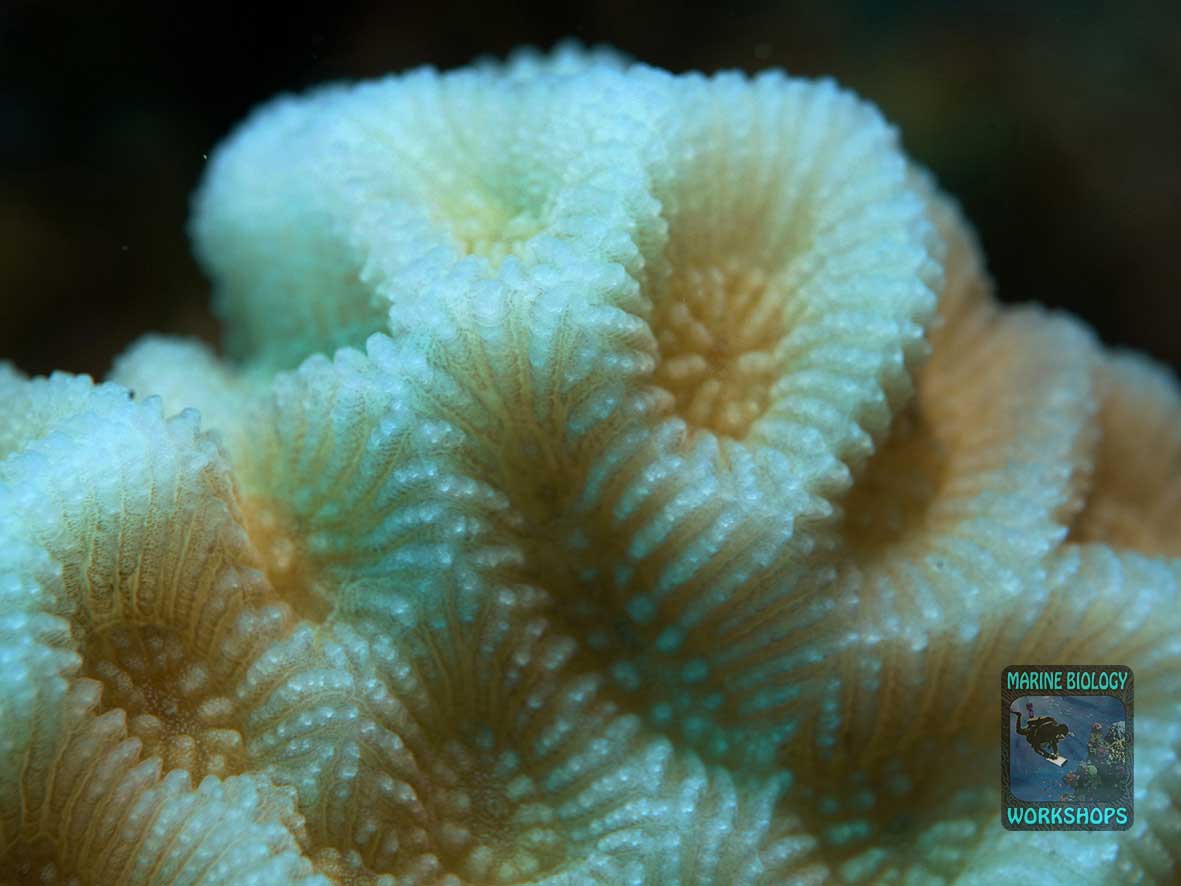Goniastrea - shared walls and paliform lobes