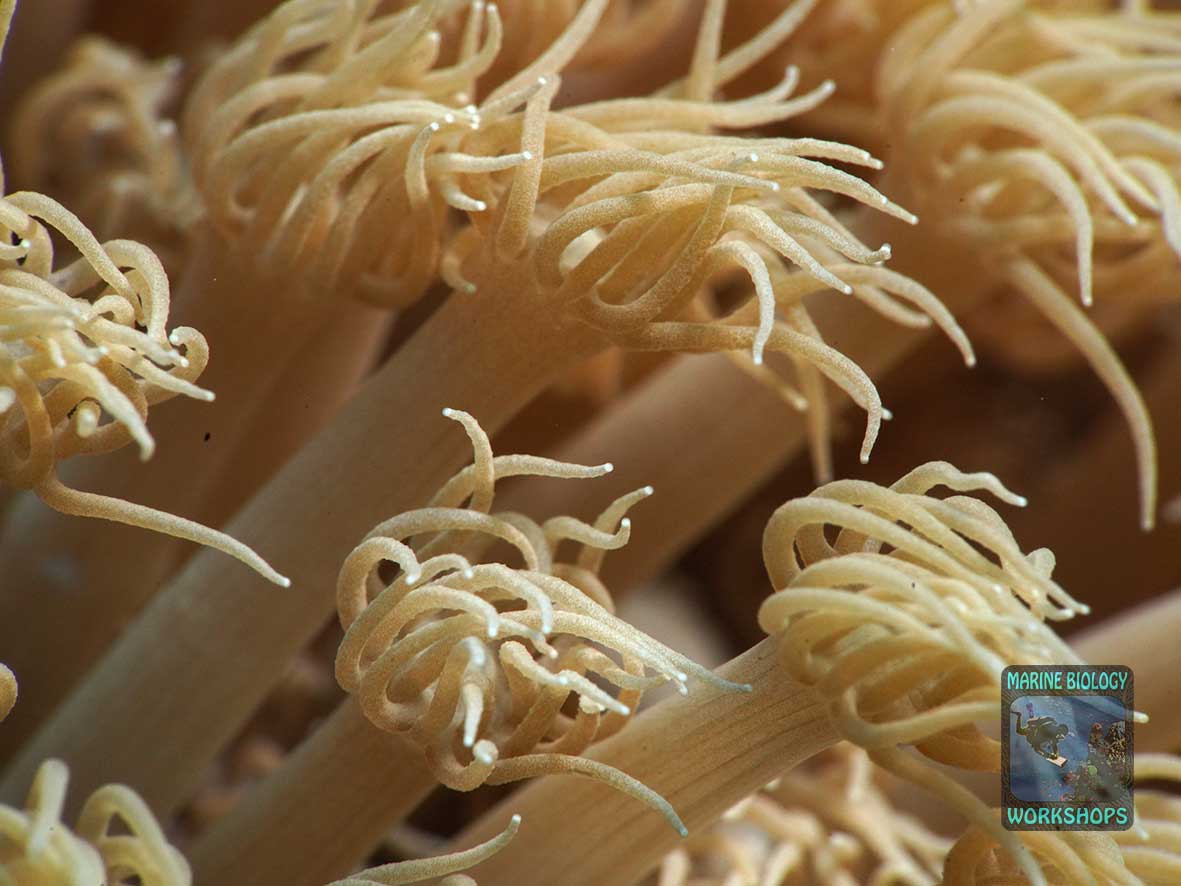 Polyps of the Goniopora stony coral with 24 tentacles