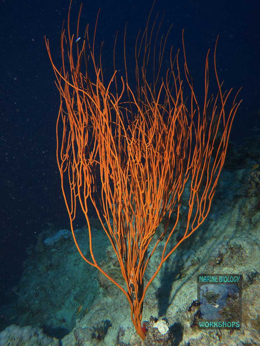 Gorgonian during a deep dive in Marsa Shagra