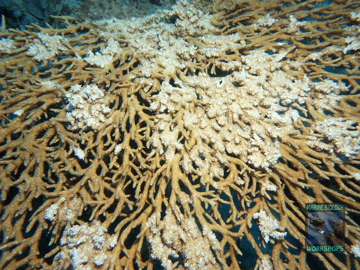 Growth Anomaly in Table Acropora