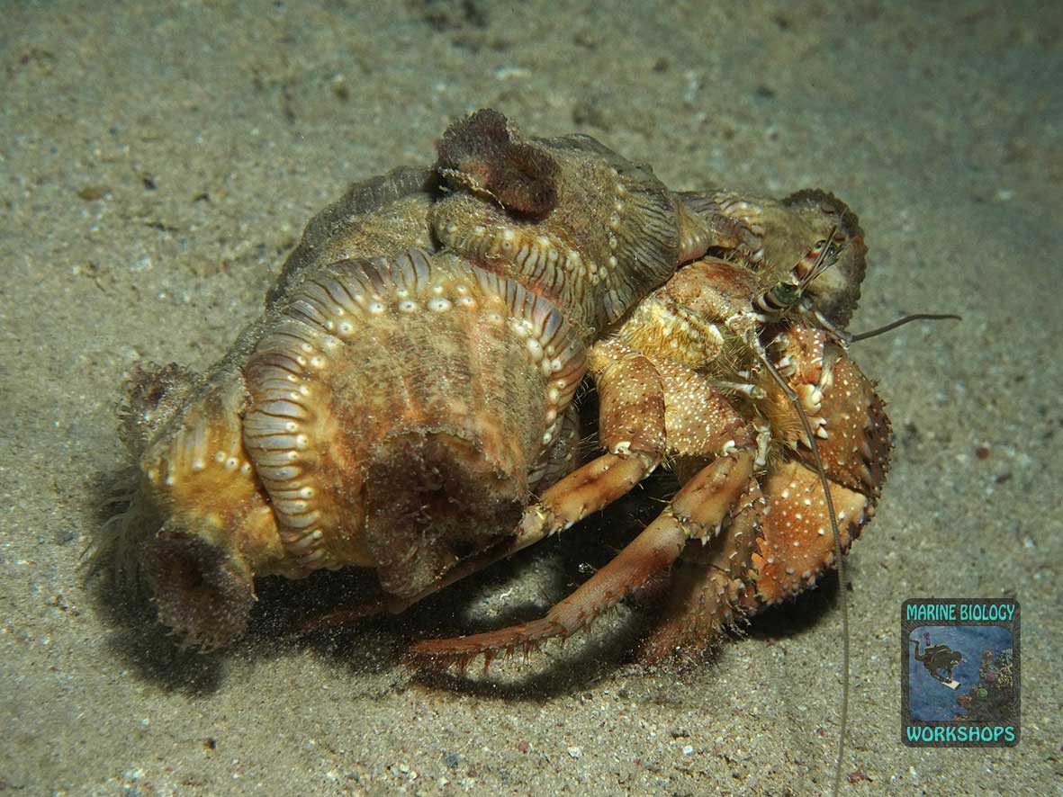 Hermit crab with a symbiotic sea anemone