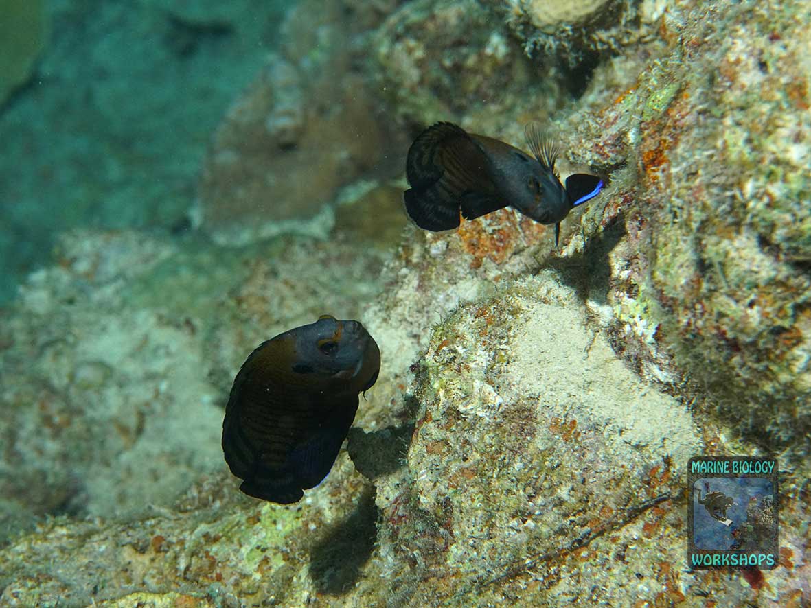 Mating dwarf angelfish after sunset