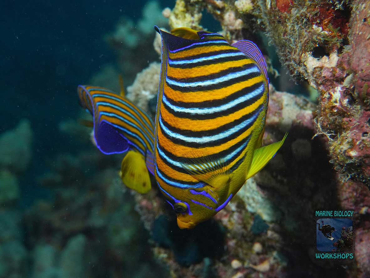 Mating angelfish after sunset