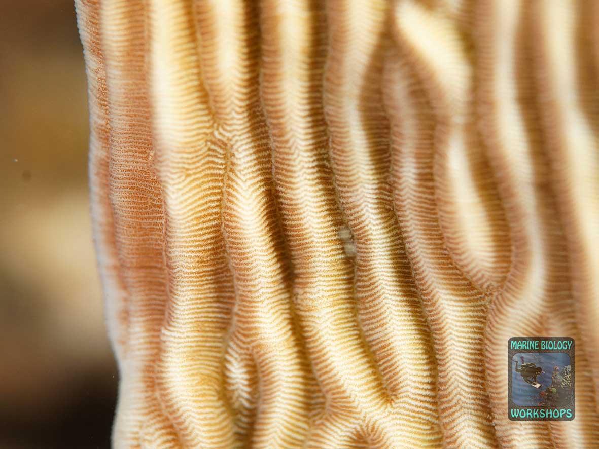 Pachyseris speciosa with polyps arranged in parallel valleys