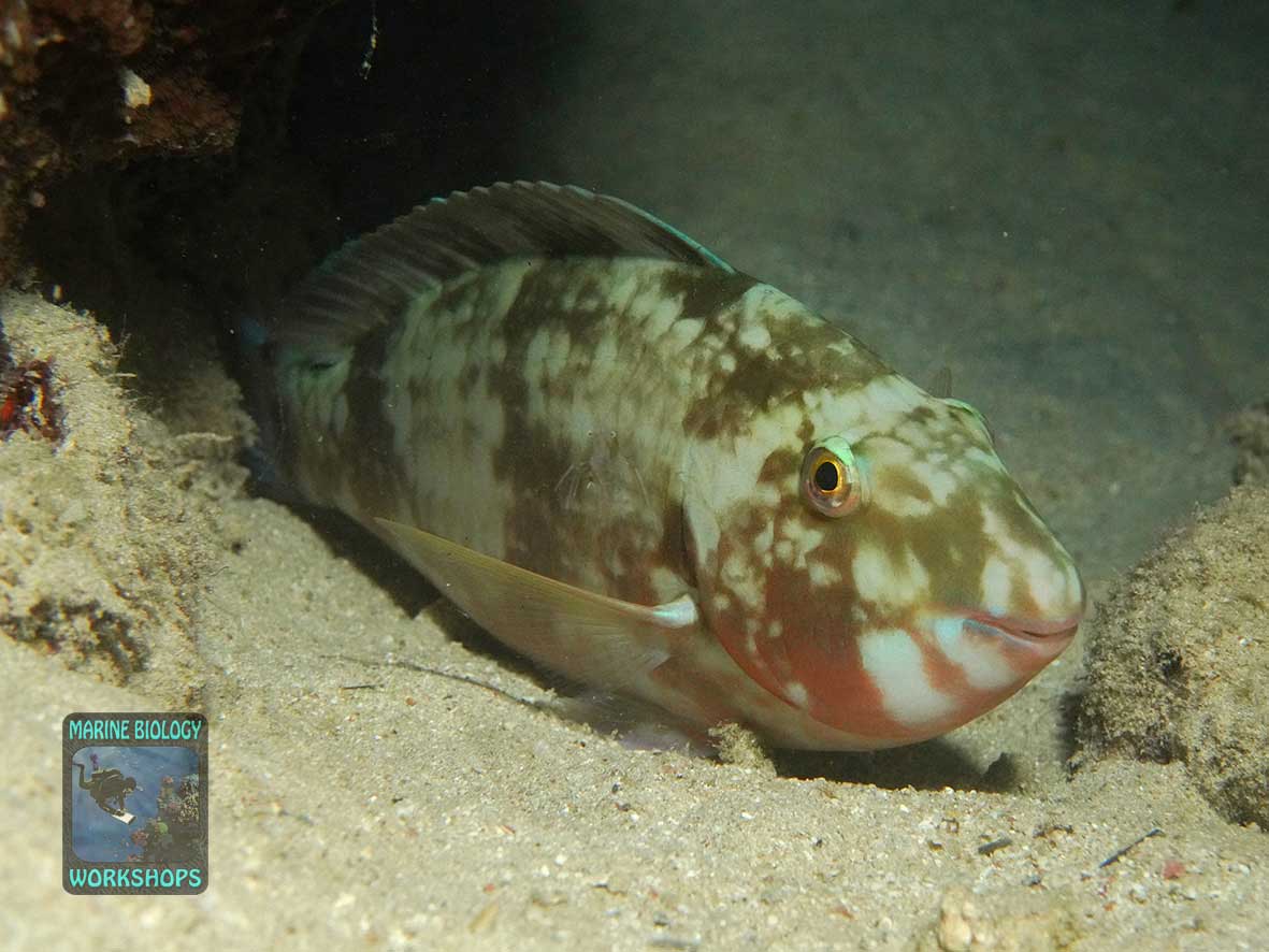 A Parrotfish Resting at Night