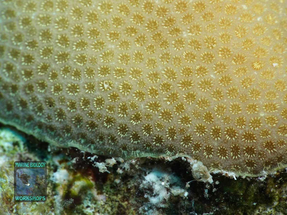 Regrowth of Porites coral with a growth bulge