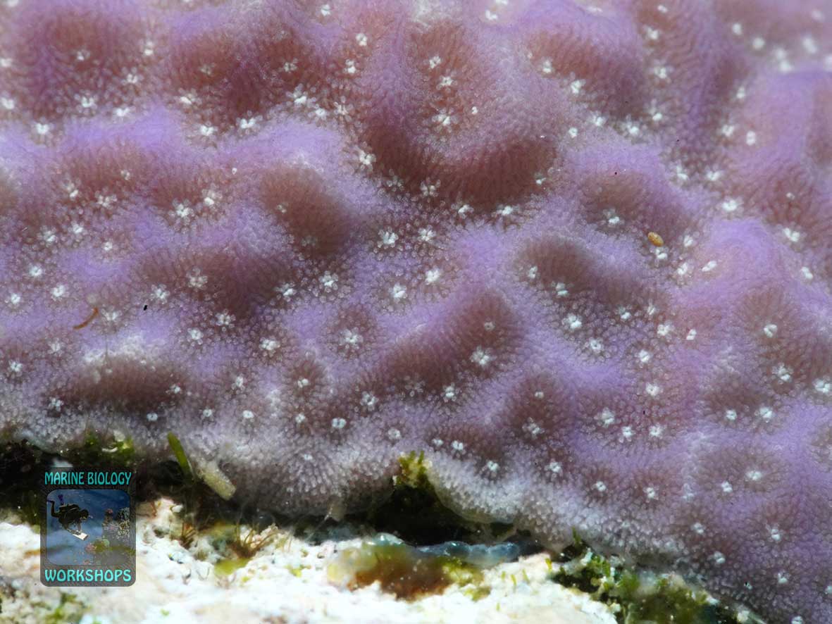 Regrowth of Porites coral with a growth bulge