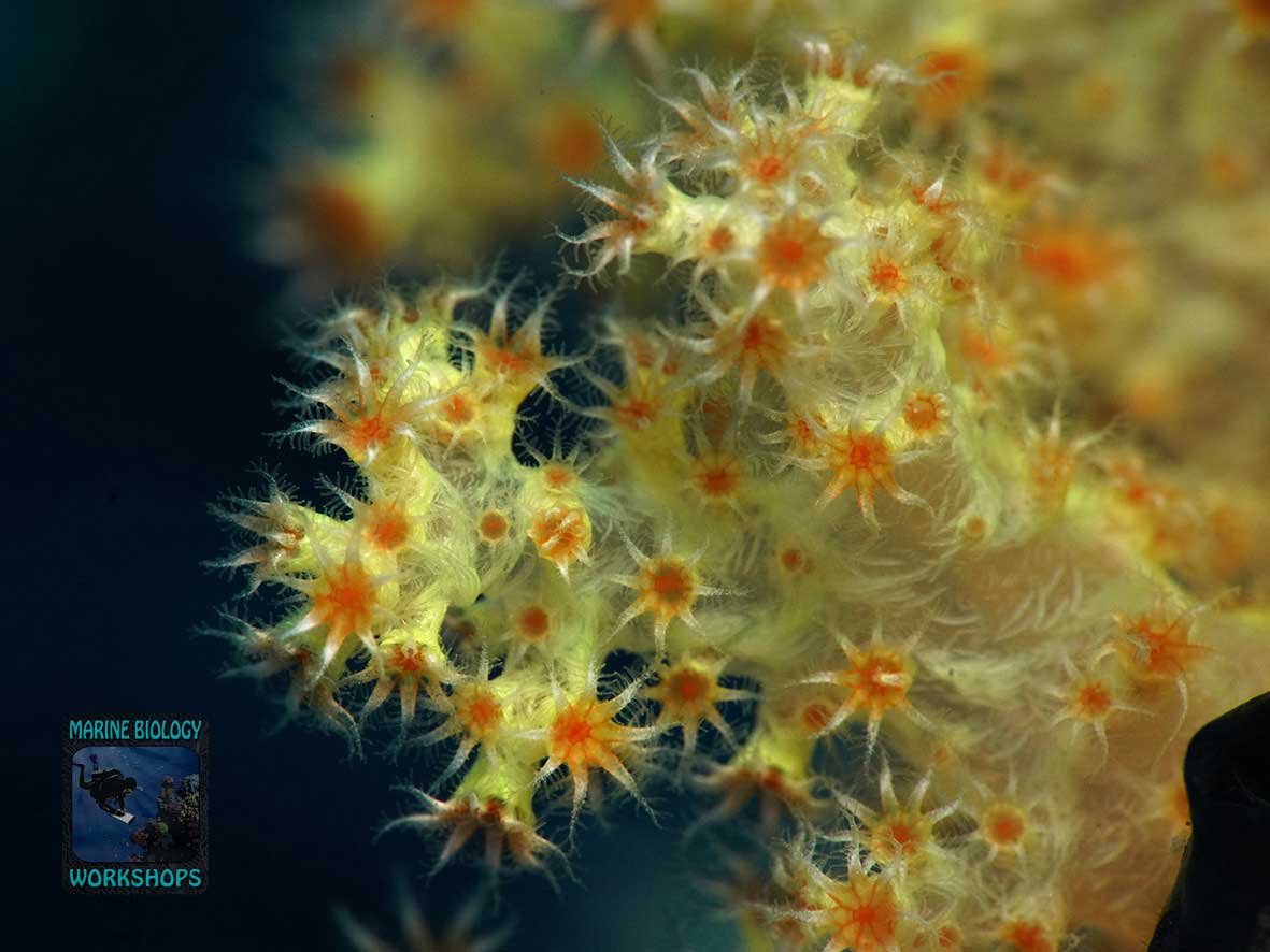 Colourful, azooxanthellate Rhytisma soft coral
