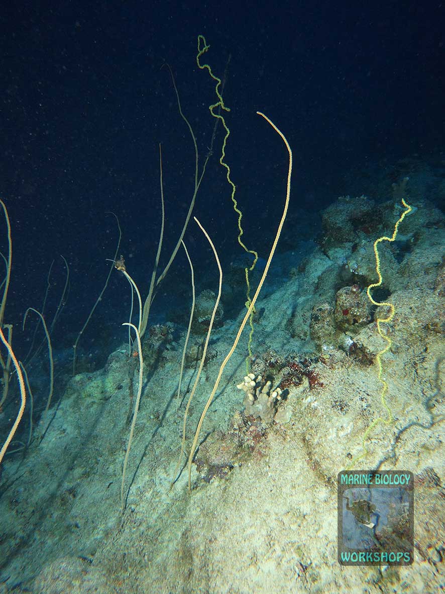 Sea whips during a deep dive in Marsa Shagra