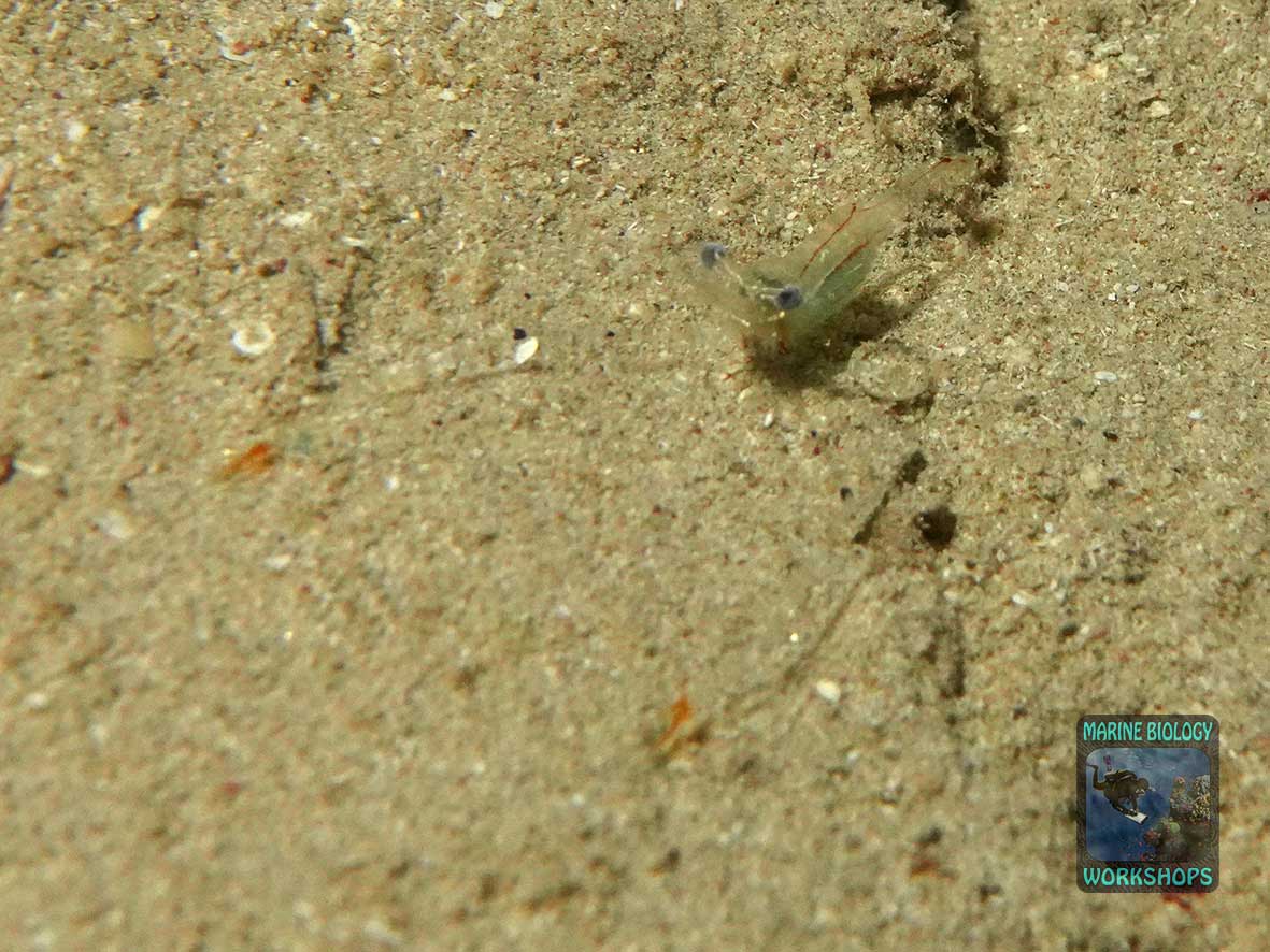 Shrimp on the sand bottom at night