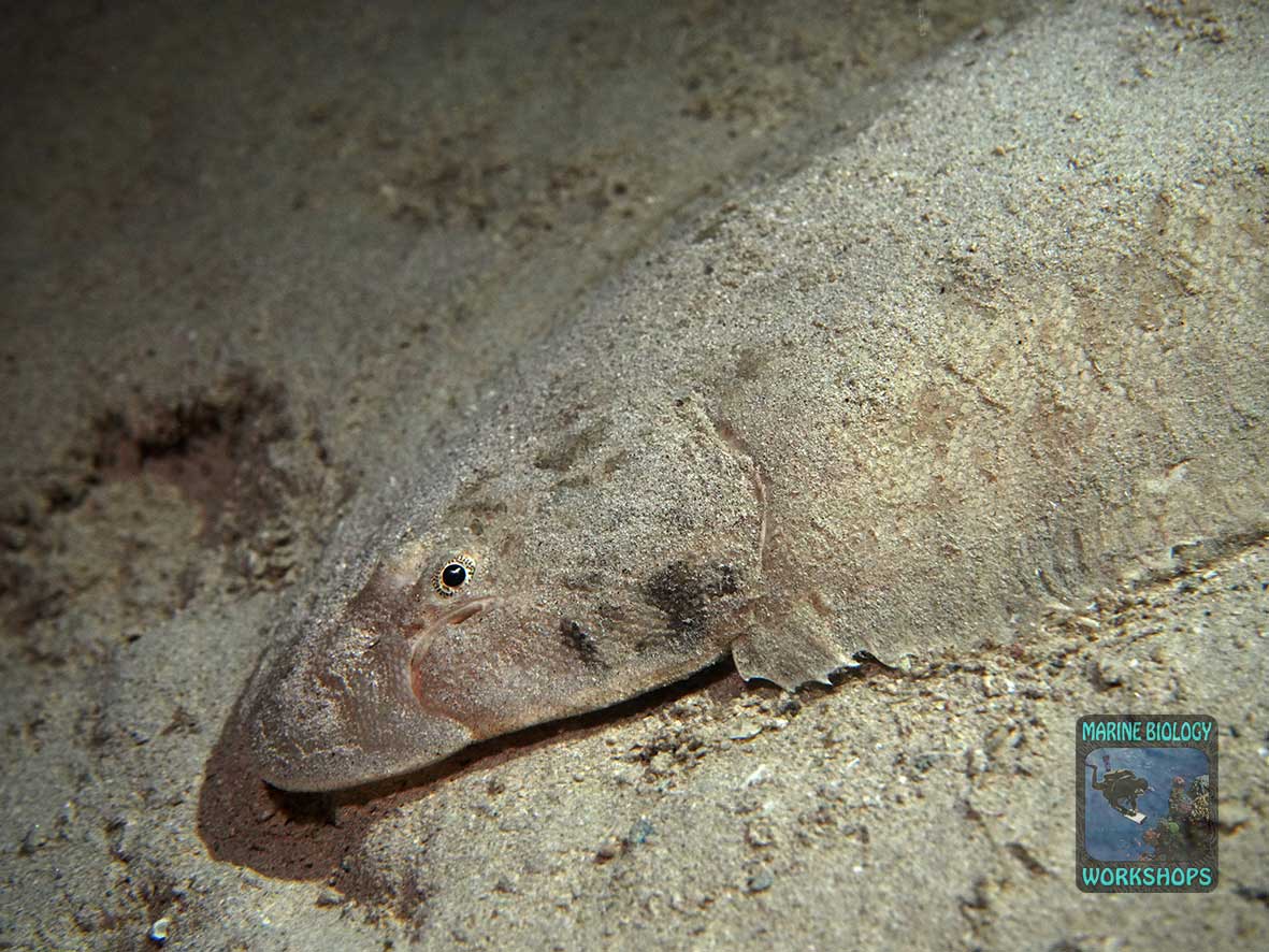 Sole on a sandy seabed at night