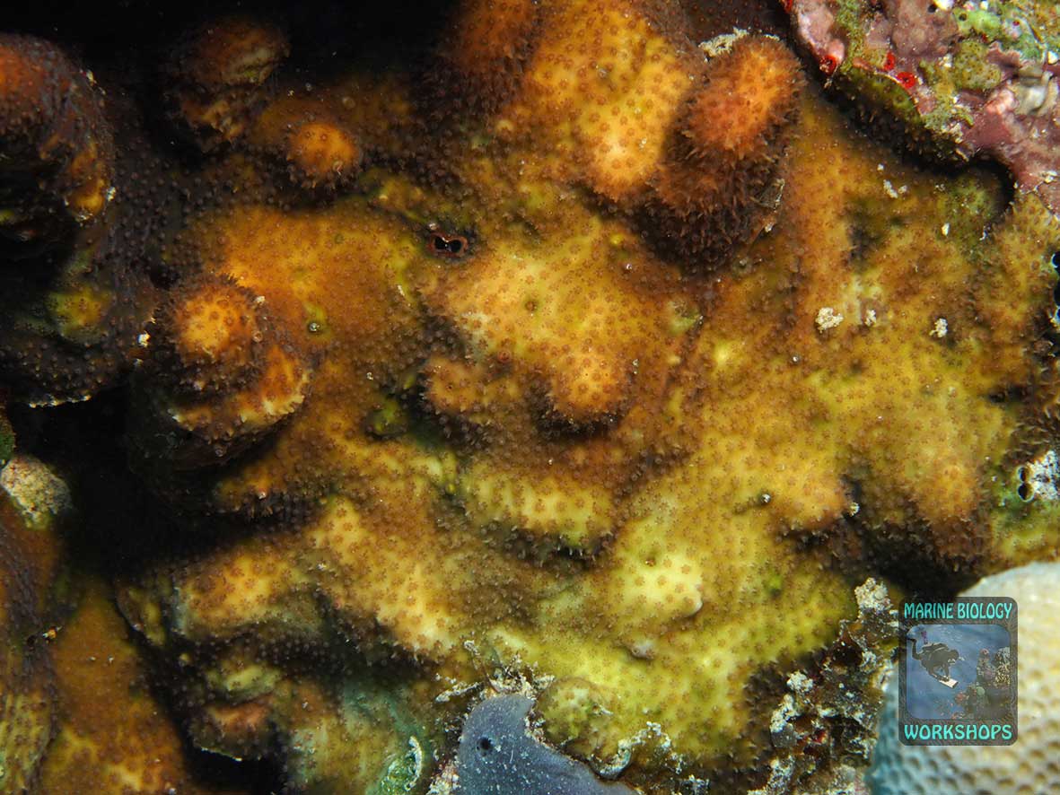 The rare stony coral Stylocoeniella
