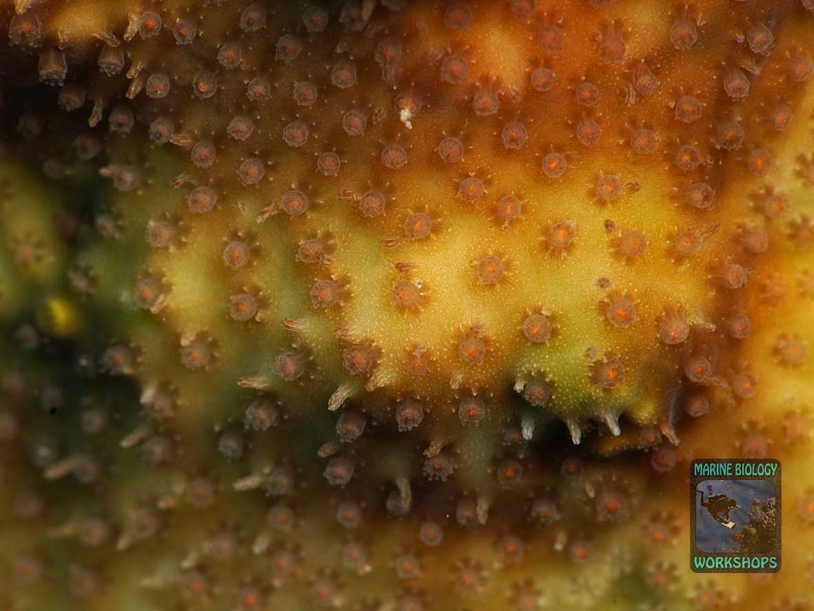 The rare stony coral Stylocoeniella