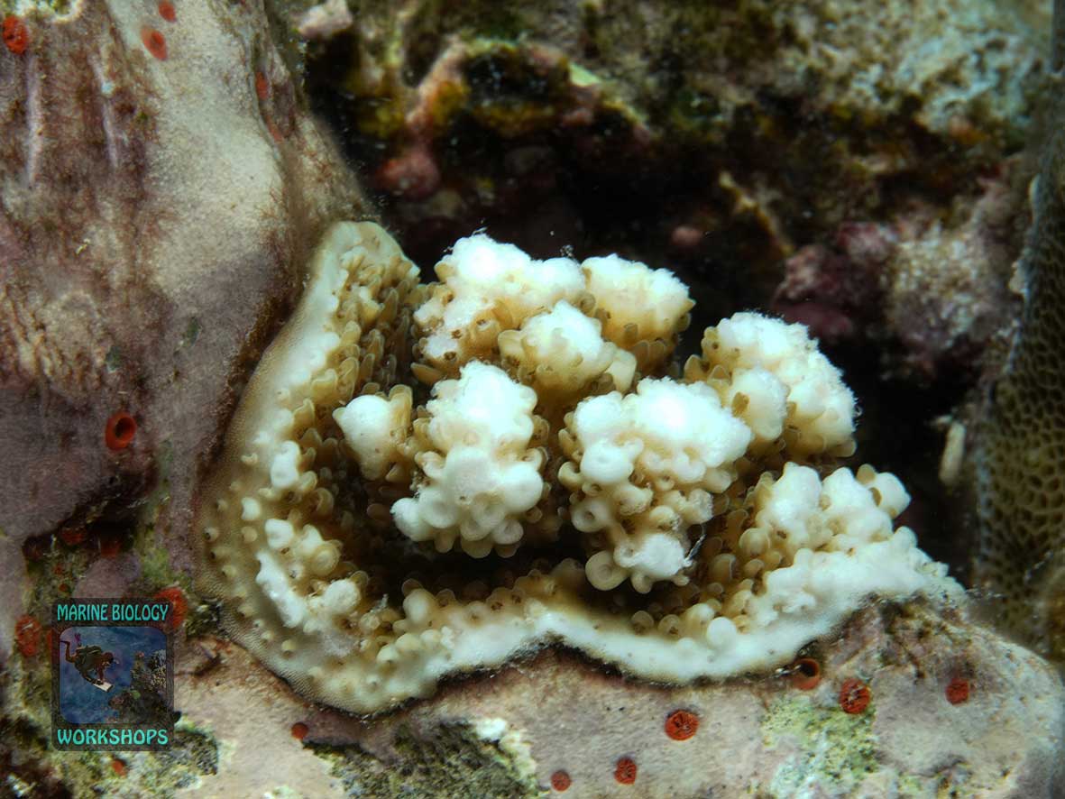Re-colonization - young Acropora colony