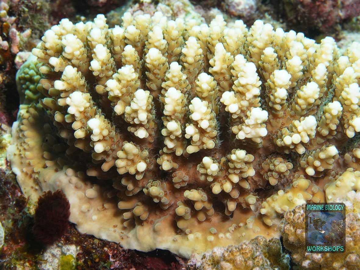 Recruitment of Acropora table coral