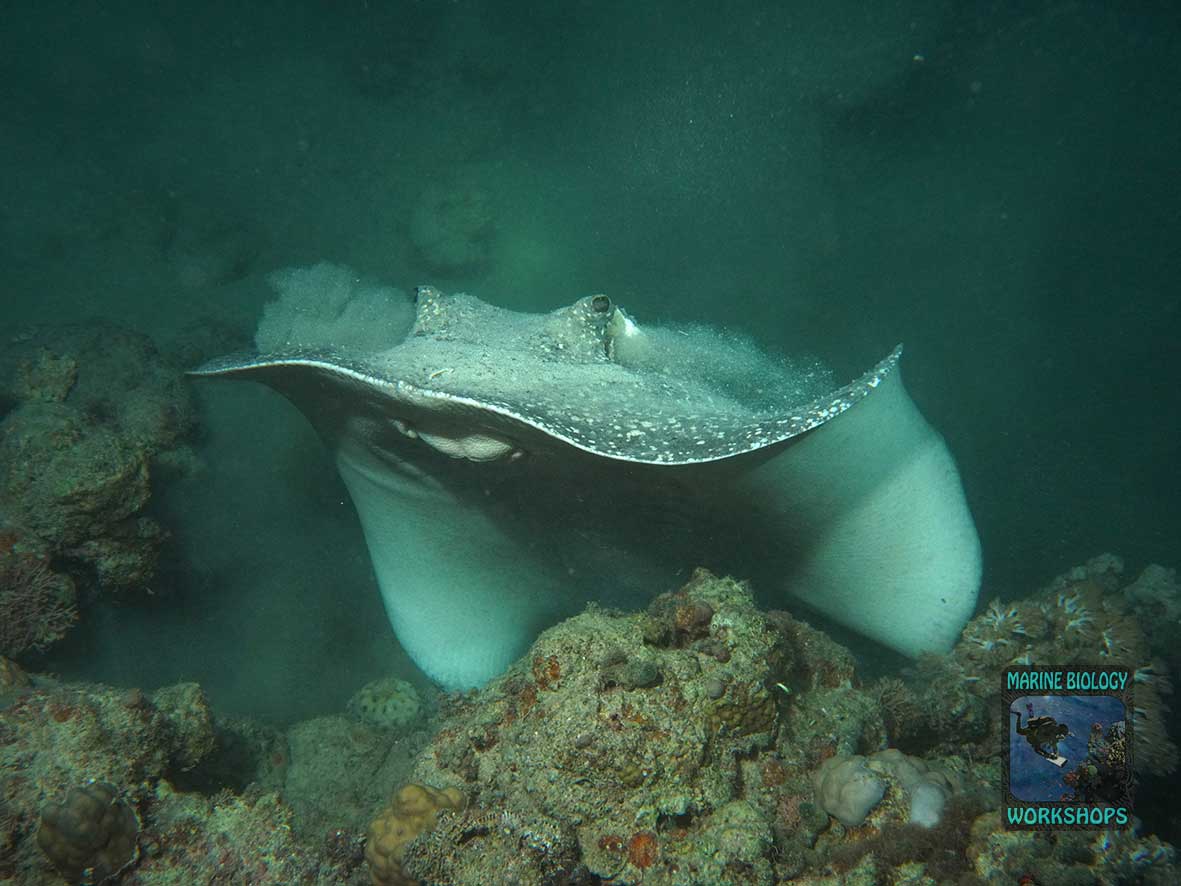 Stingray (Taeniurops meyeni) at Night