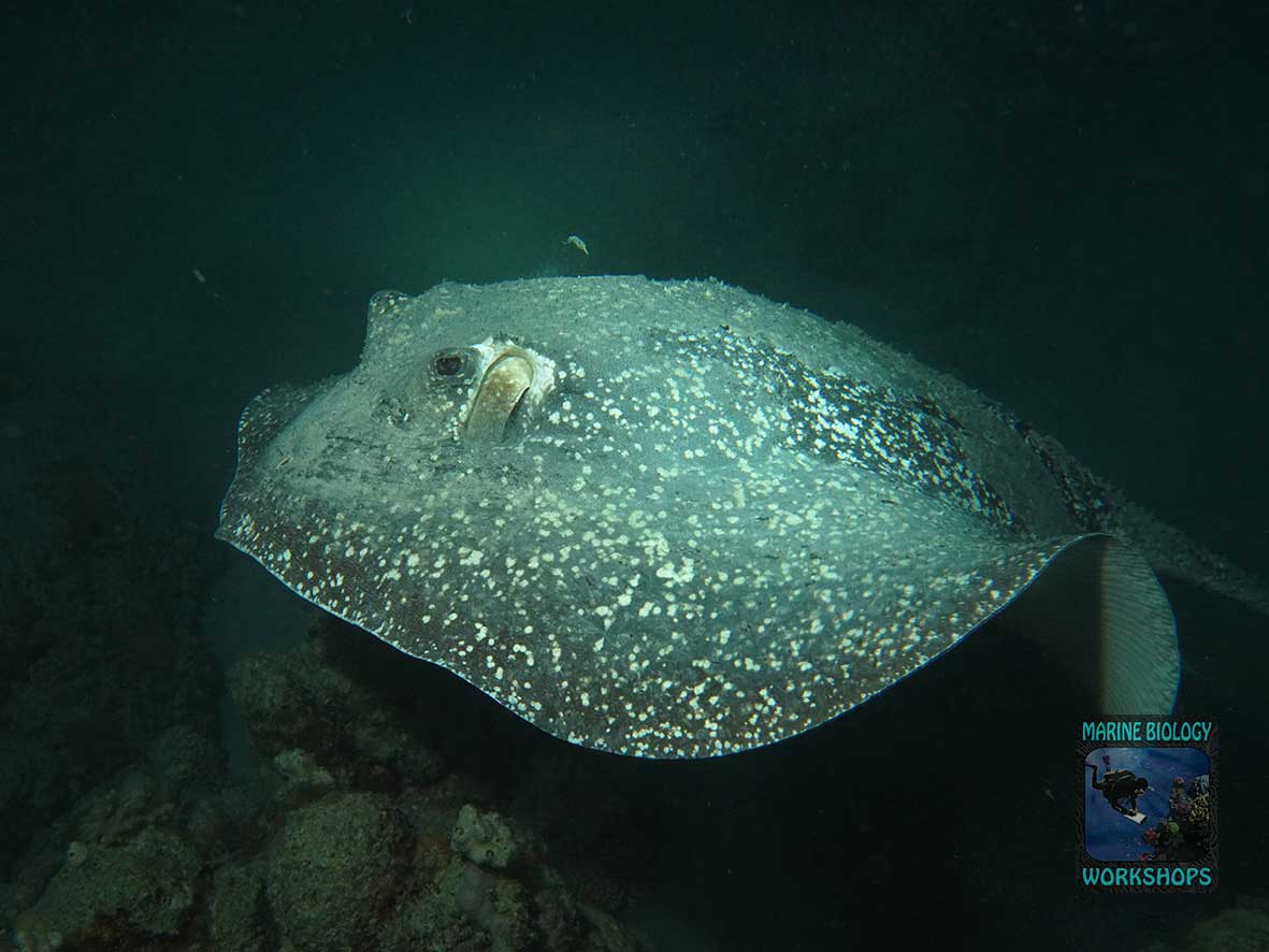 Stingray (Taeniurops meyeni) at Night
