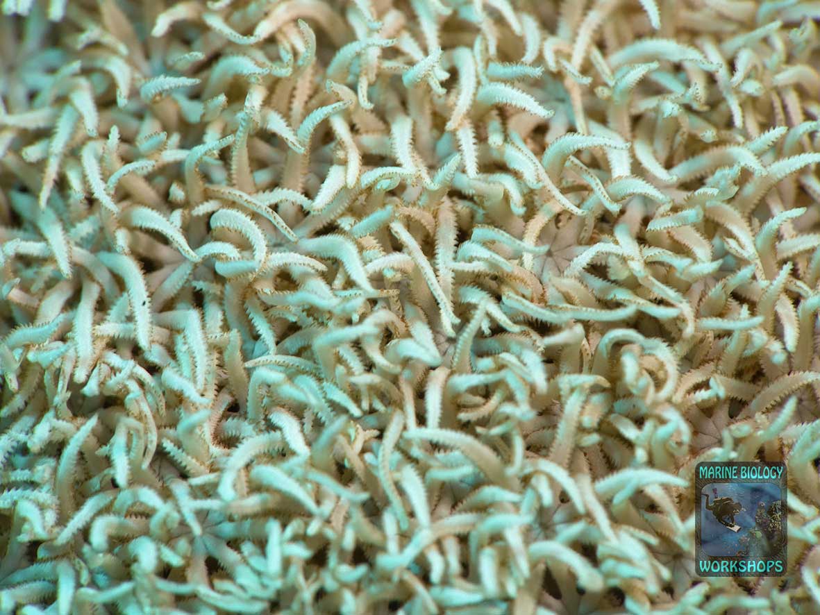 Tubipora polyps with 8 feathery tentacles